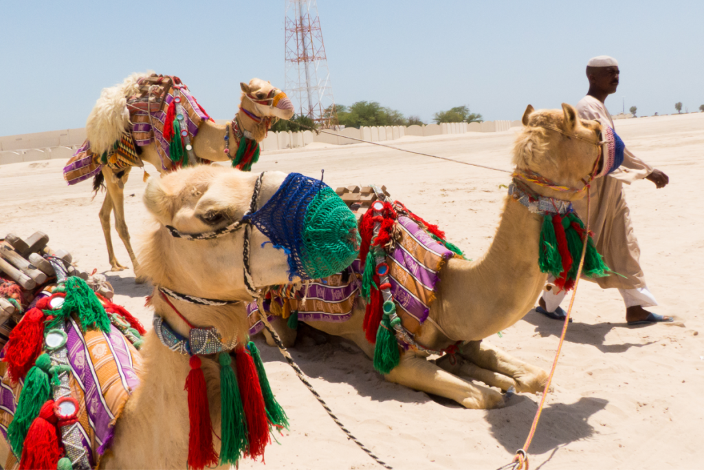 camelos-no-catar