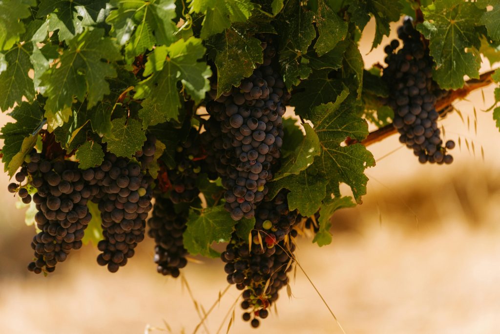 Os vinhos georgianos são um dos melhores de todo o mundo.